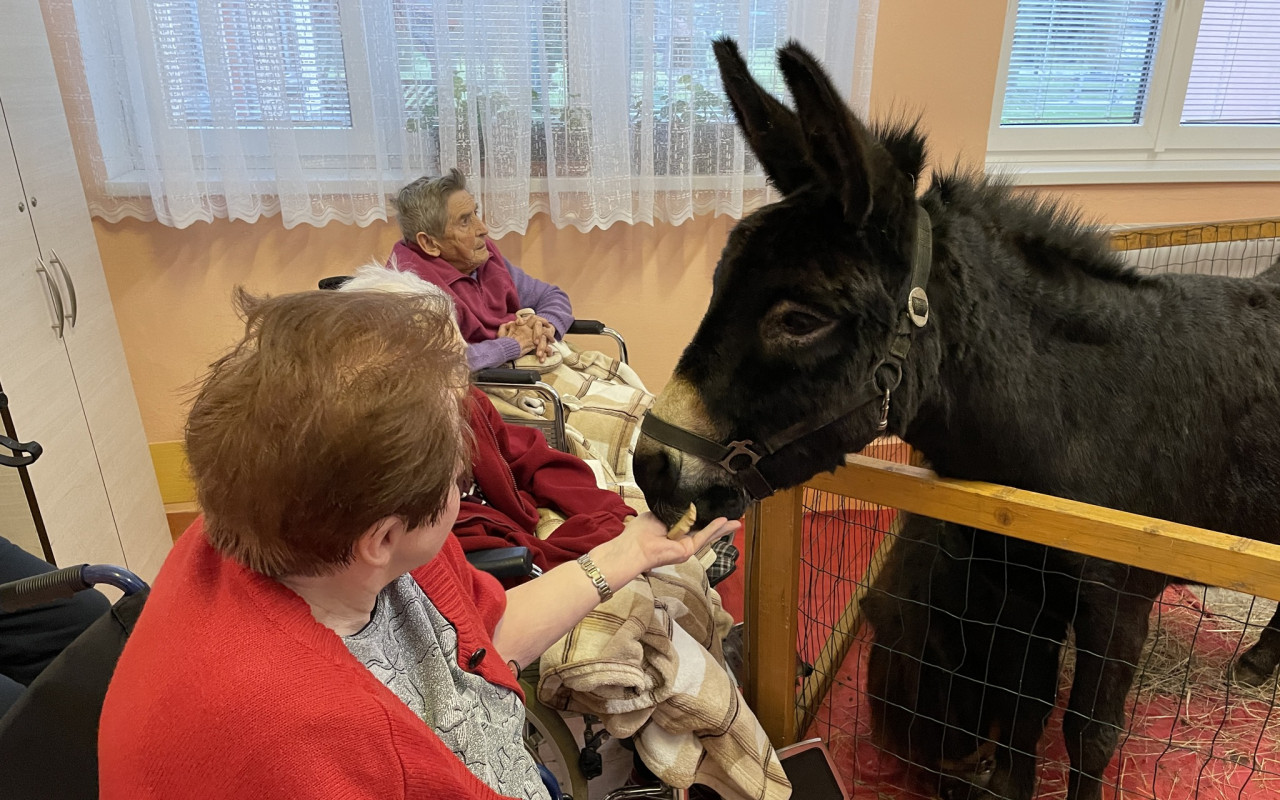 Auto plné zvířecí lásky a radosti