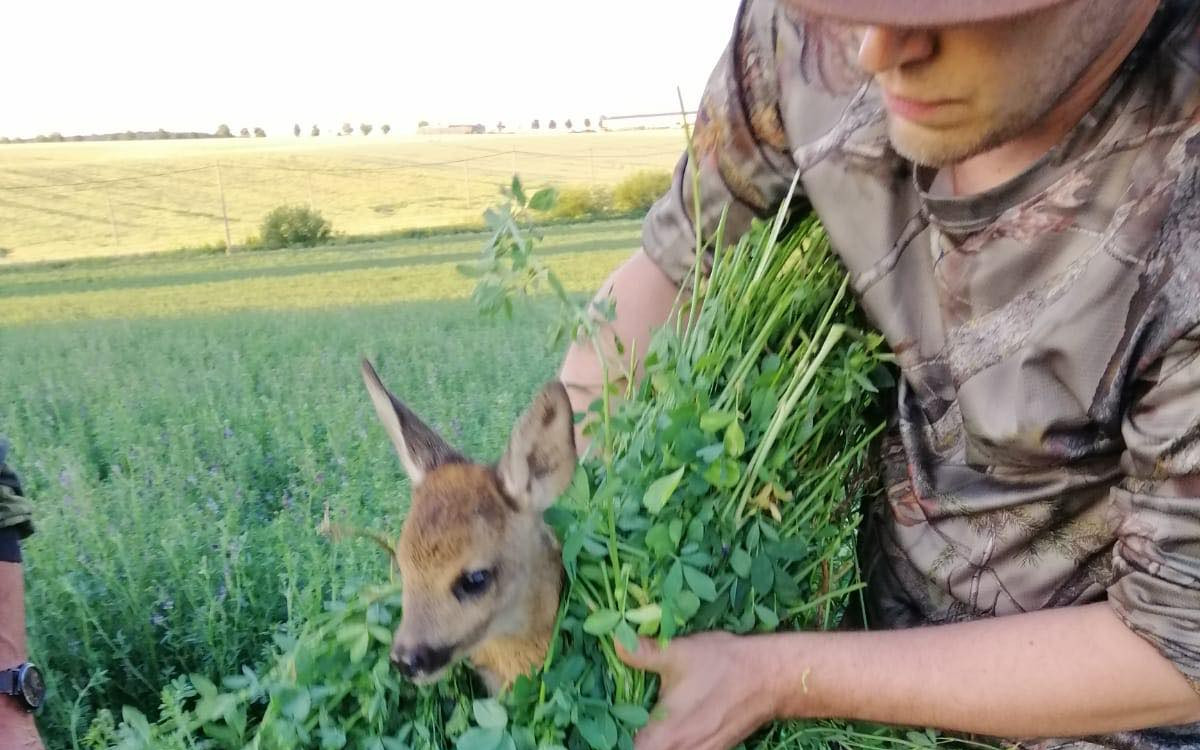 Zachraňme více srnčat v období senosečí