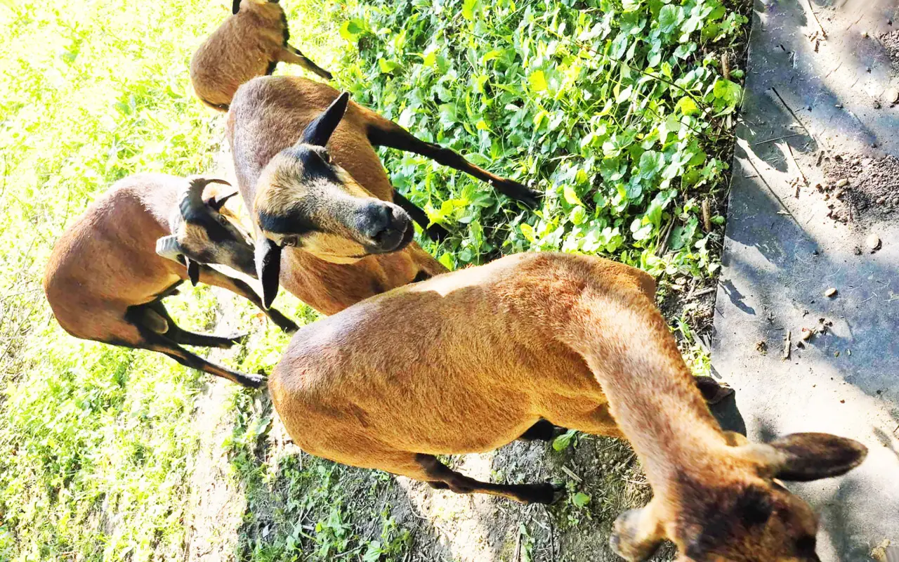 Zvířata přišla o život – my o kus srdce. Podpořte záchranu farmy po útoku psů.