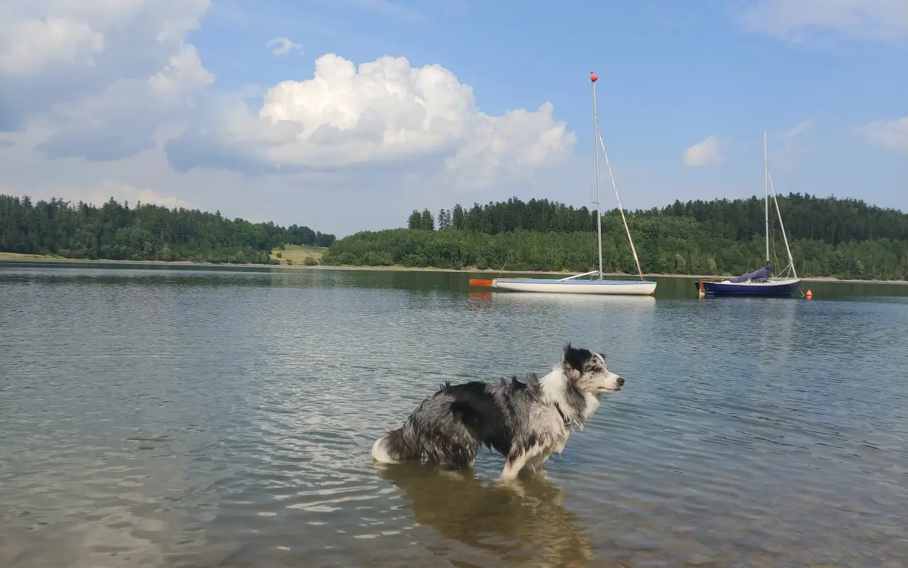 Podpořili jste veterinární péči a dietu pro Dixinku