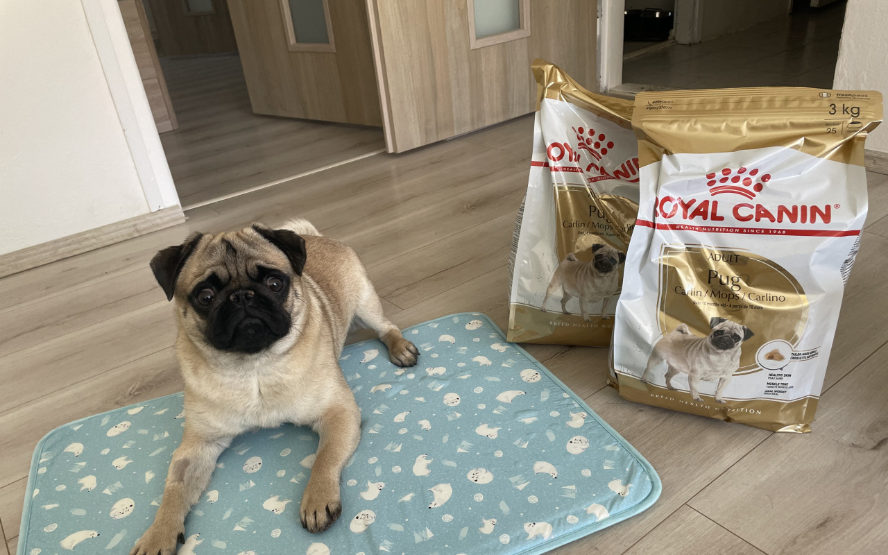 Pomohli jste přispět na operaci pro Dobbyho