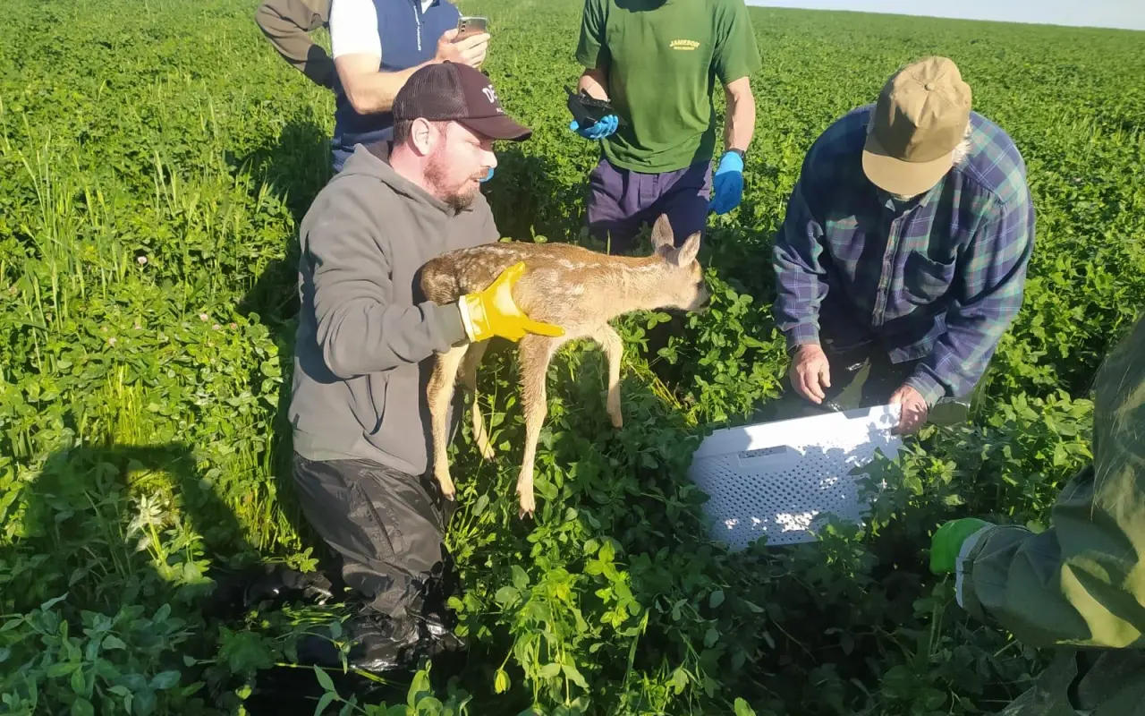 Pomohli jste Oldovi zachránit srnčata