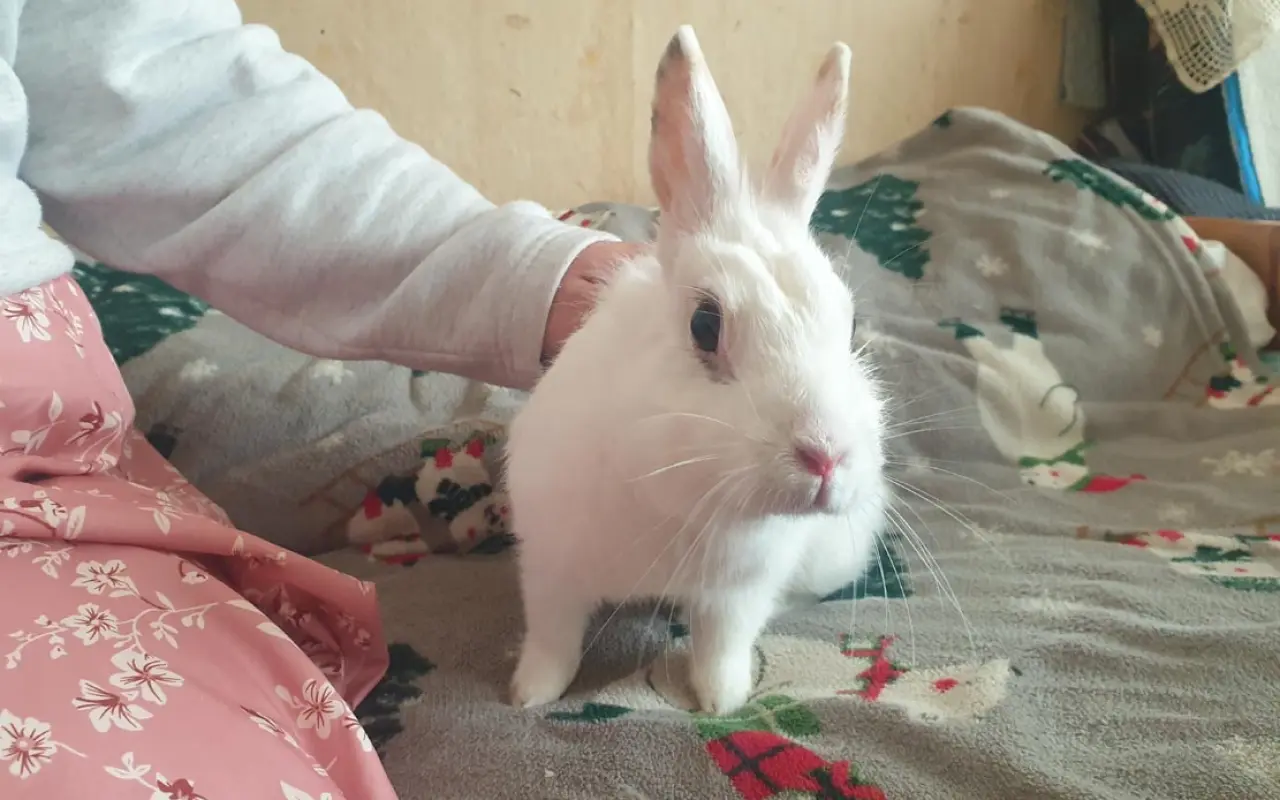 Pomohli jste zaplatit léčbu pro Piškotku