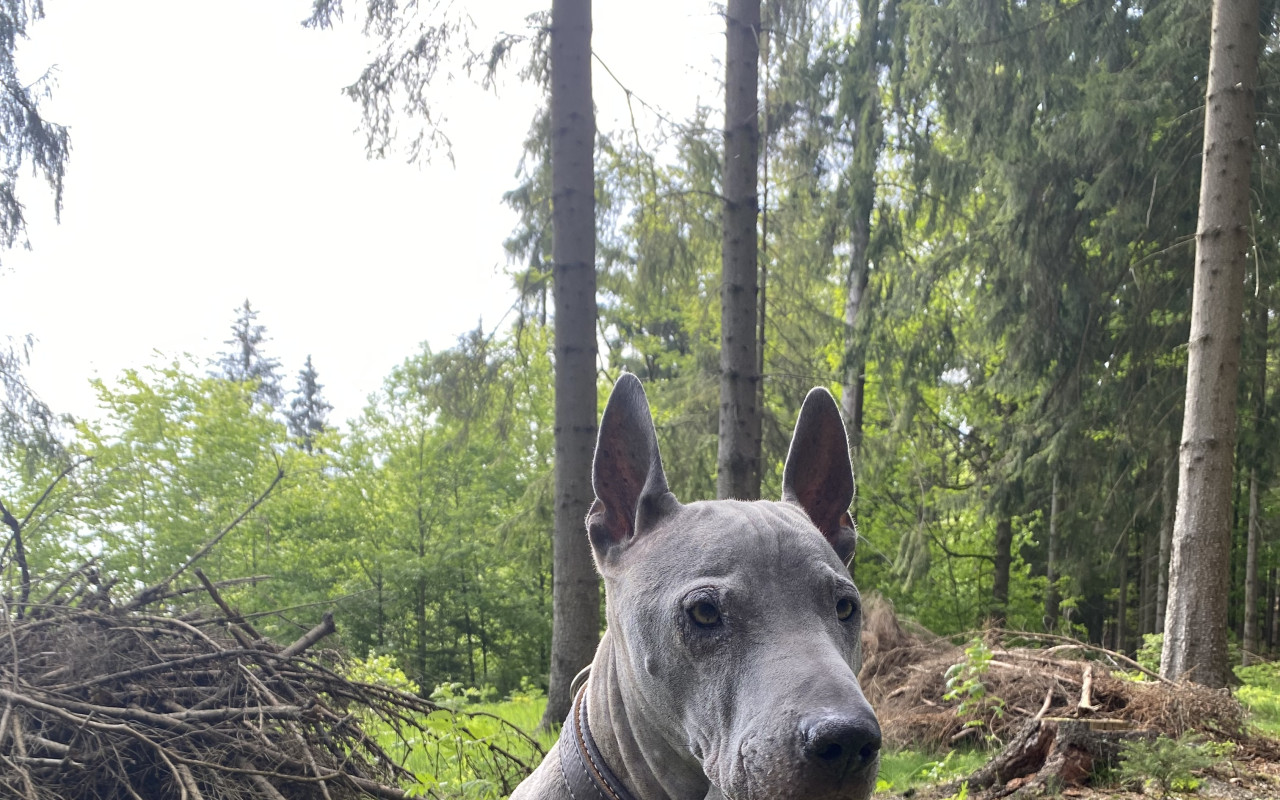 Pomohli jste Caouškovi v boji s rakovinou