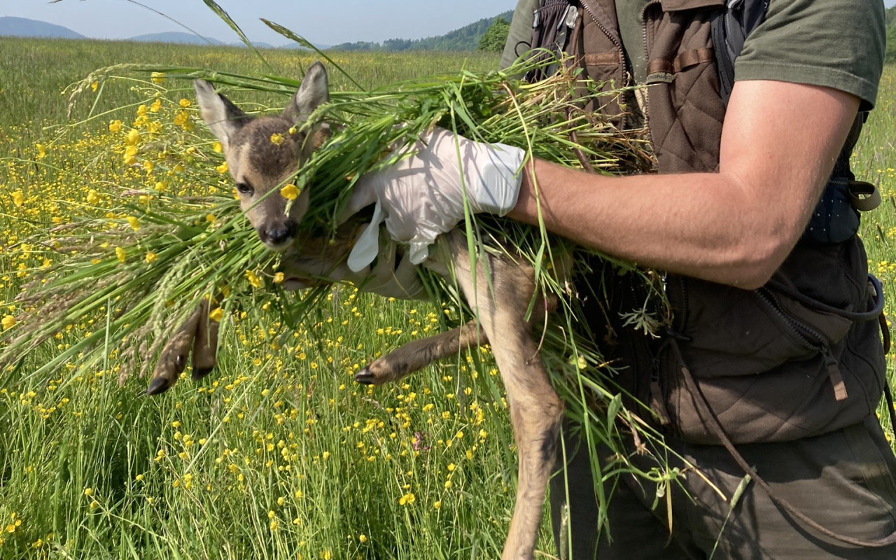 Složili jste se na dron pro záchranu srnčích mláďat při senoseči 🌿