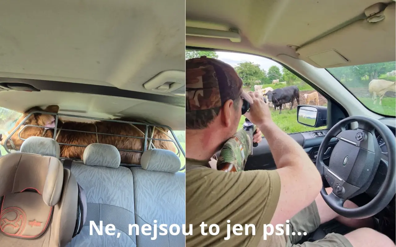 BADY: Bazén pro jelena