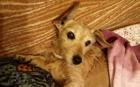 Pomozte prosím fence Andy