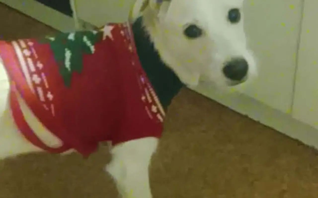 Operace pro naši malou Rexinu