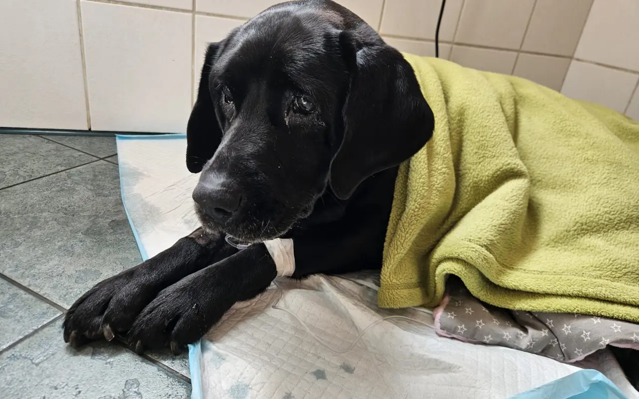 Pomohli jste Lucky znovu běhat