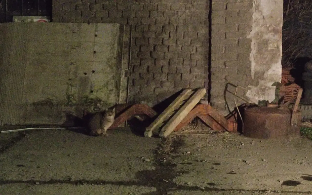 Pomohli jste kocourkům s bolavými zuby