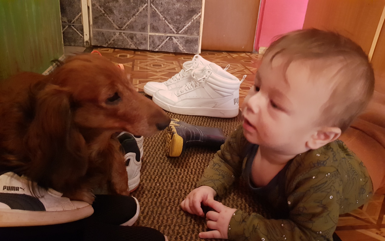 Podpořili jste jezevčici Jůlinku i její rodinu