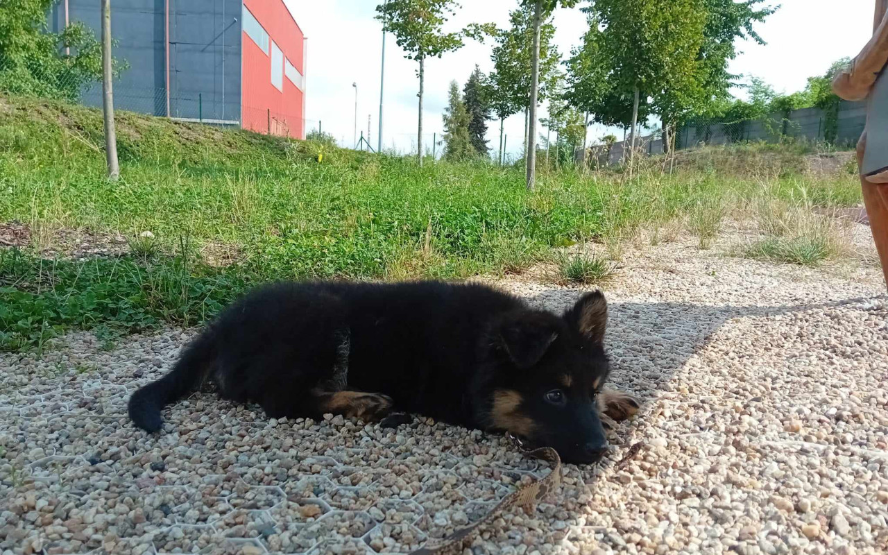 Vyléčili jste štěňátko
