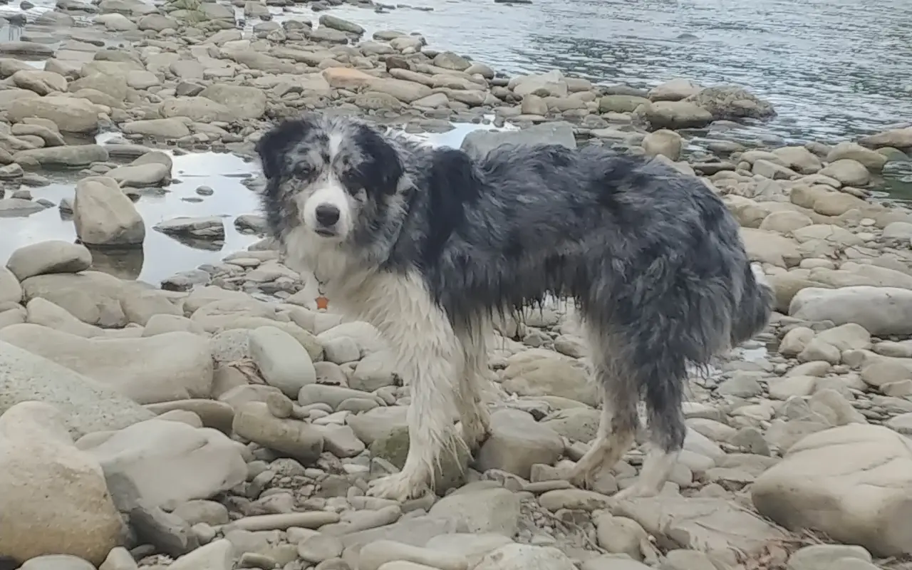 Podpořili jste veterinární péči a dietu pro Dixinku