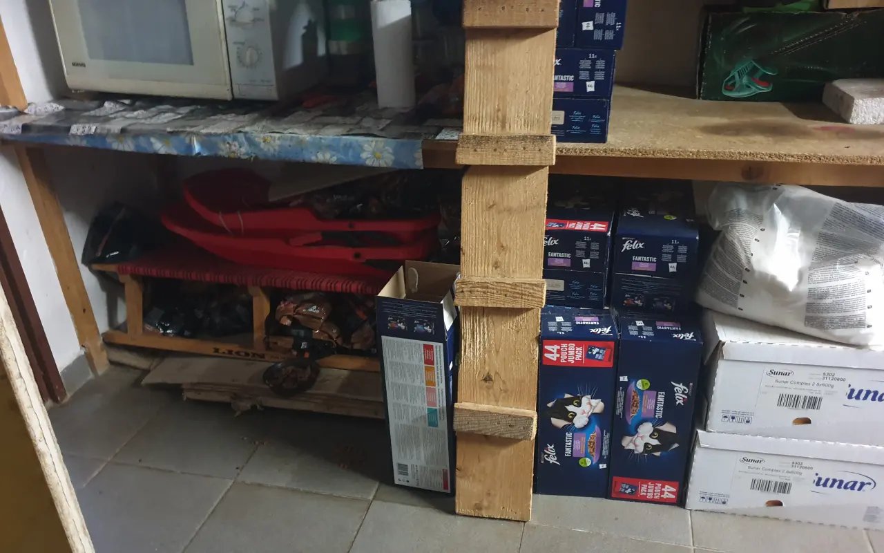 Pomoc pro toulavé kočičky – společně jim dáme najíst i domov