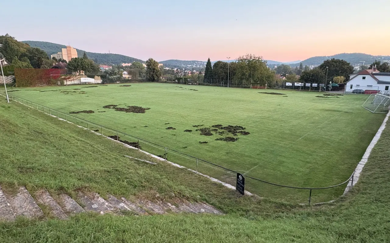 Oplocení fotbalového hřiště proti divokým prasatům