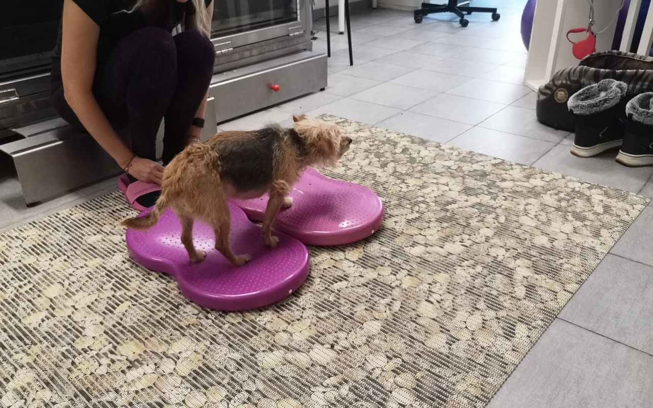 Pomohli jste zachránit život roztomilé Mišce