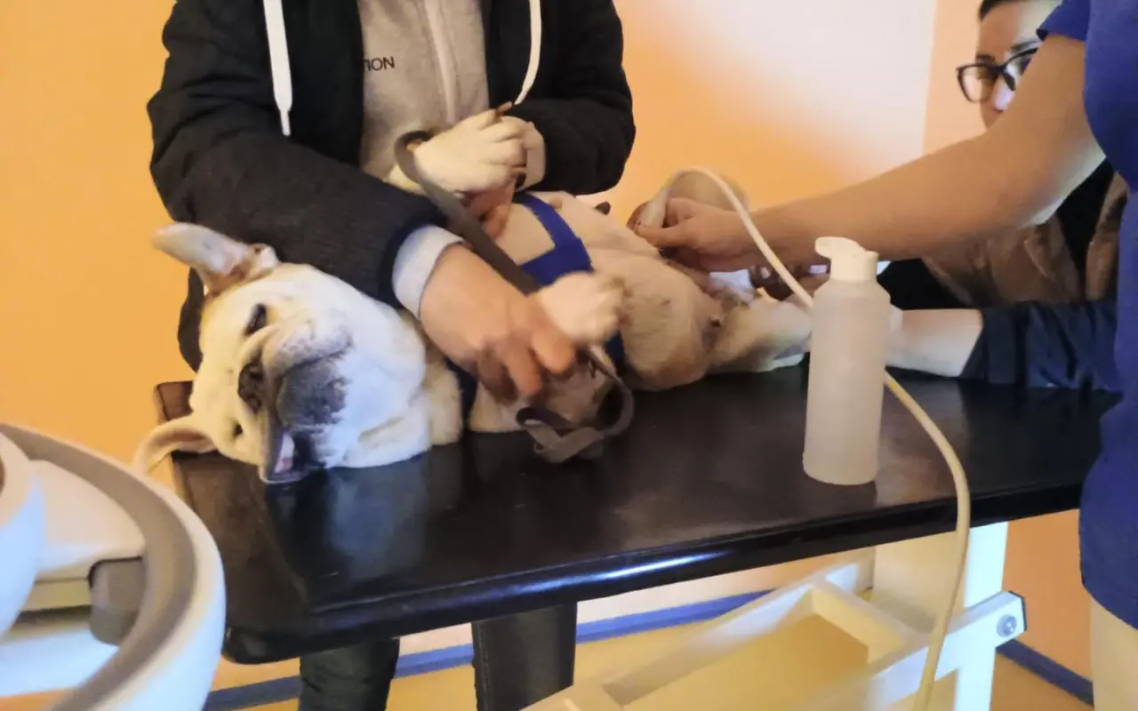 Pomohli jste Stelince k lepšímu životu