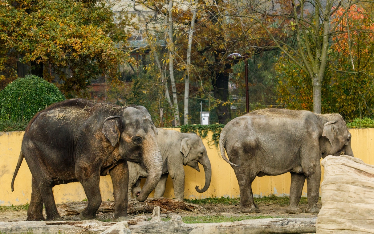 Pomohli jste zvířátkům ze Zoo Ostrava