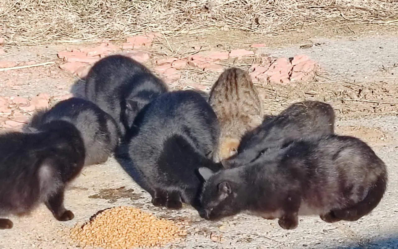 Pomohli jste zlepšit život kočkám na Berounsku