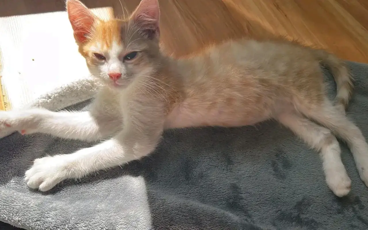 Pomohli jste dát šanci na život opuštěným kočičkám