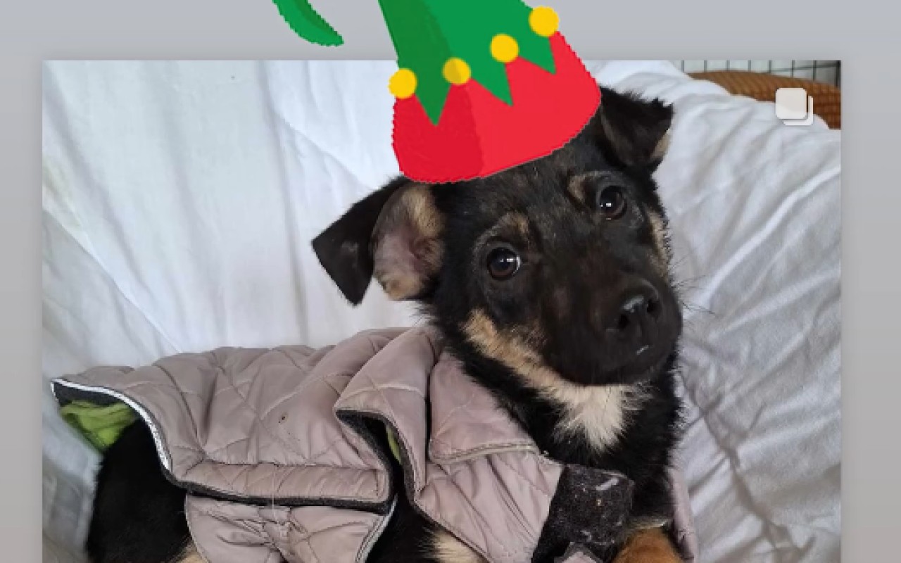 Podpořili jste FARMU HAPPY, aby mohla dále pomáhat