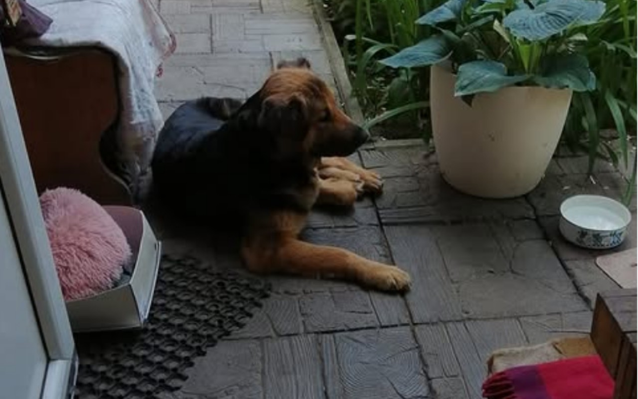 Podpořili jste FARMU HAPPY, aby mohla dále pomáhat