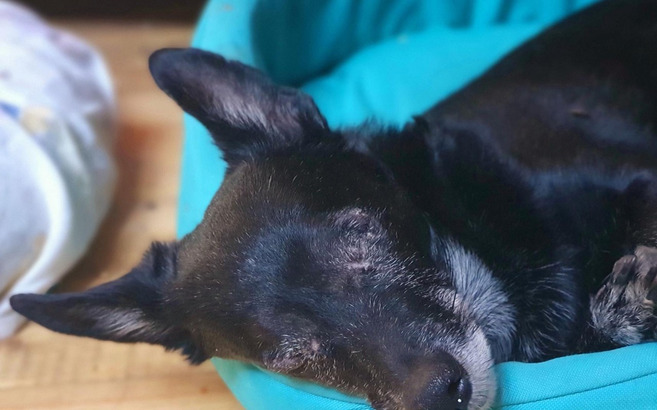 Podpořili jste psí babičky a dědoušky v hospici na dožití