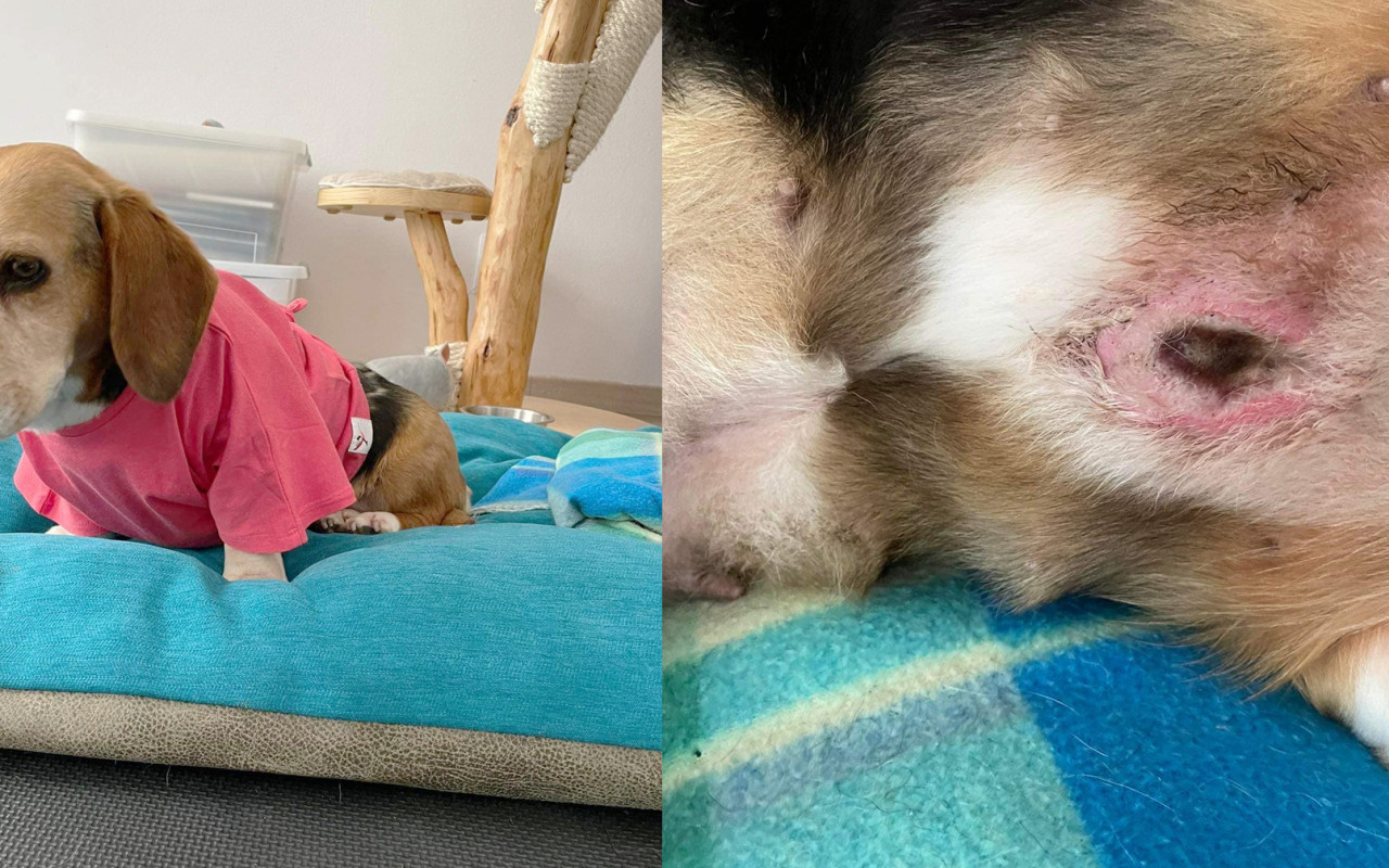 Pomohli jste Bobince k lepšímu životu