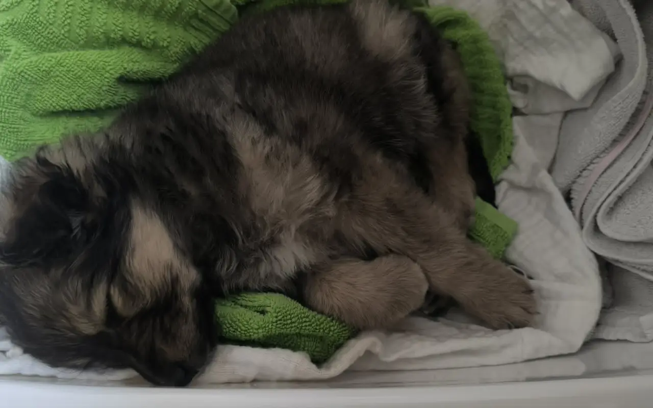 Pomohli jste Mie k operaci nožičky a nové šanci na život