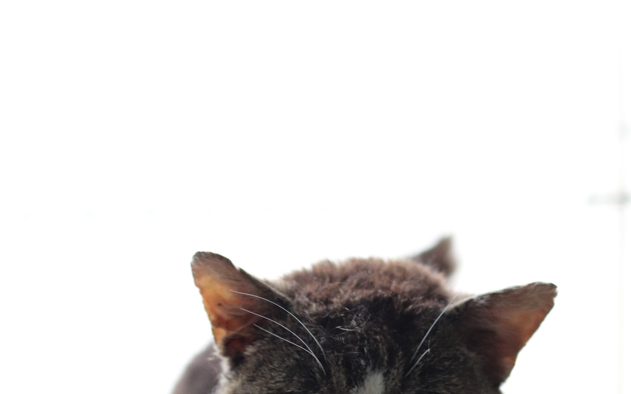 Plný útulek může mít konečně teplou vodu