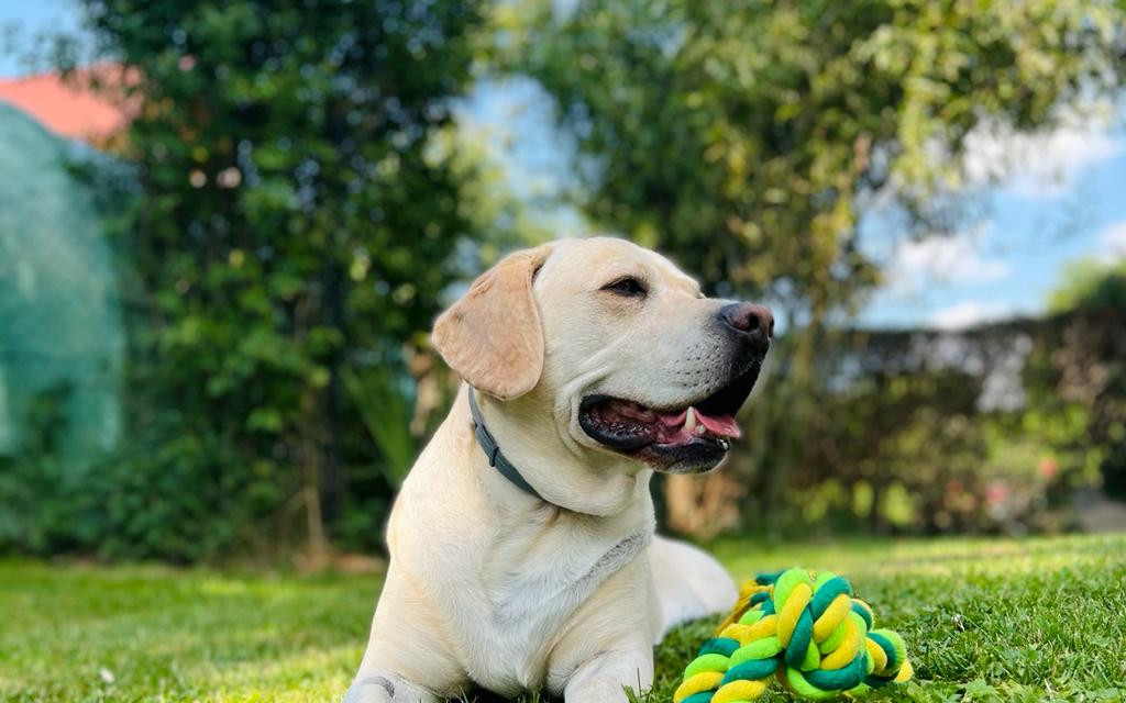 Bruno - operace kolena našeho Labradora