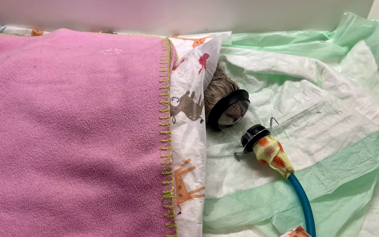 Pomohli jste útulku Tibet z.s. pořídit terapeutický laser pro rychlejší hojení