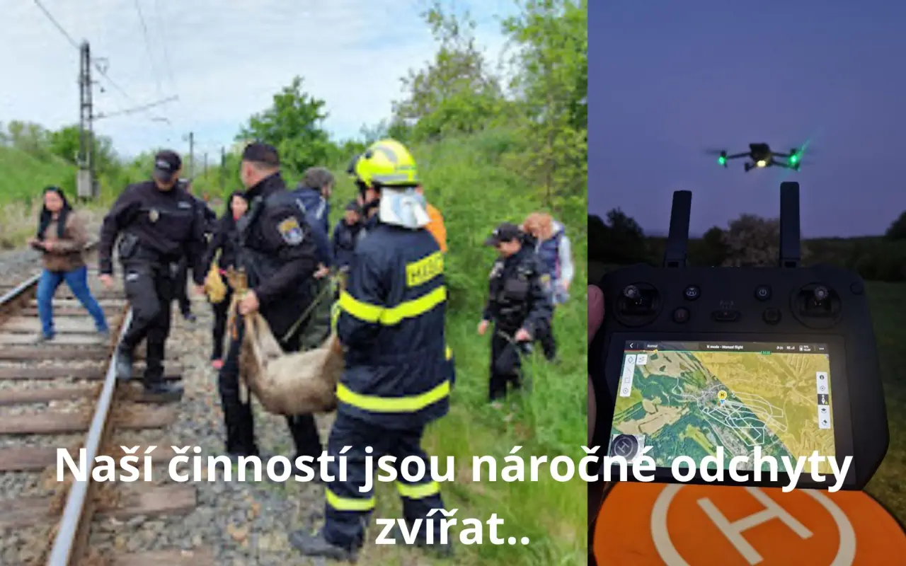 BADY: Bazén pro jelena