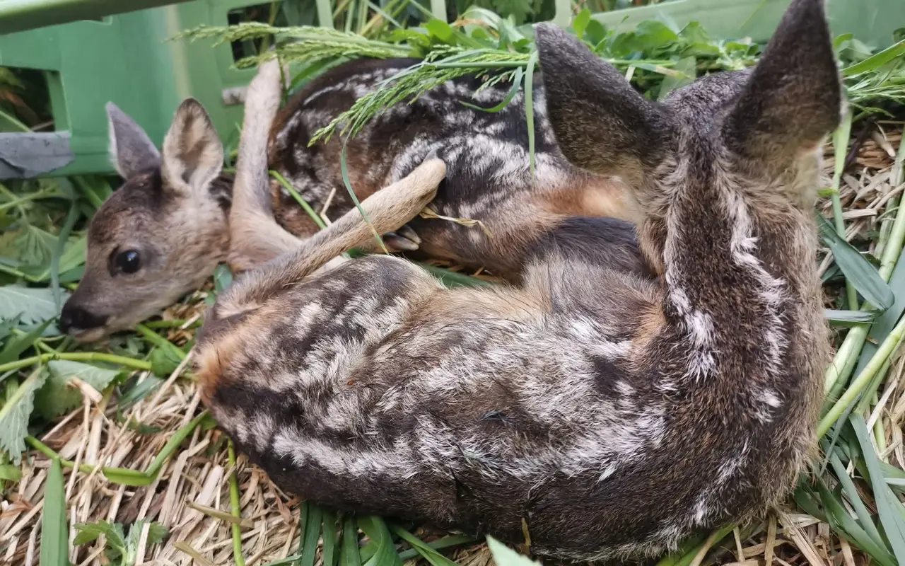Děkujeme, že jste pomohli zachránit srnčata a zvěř