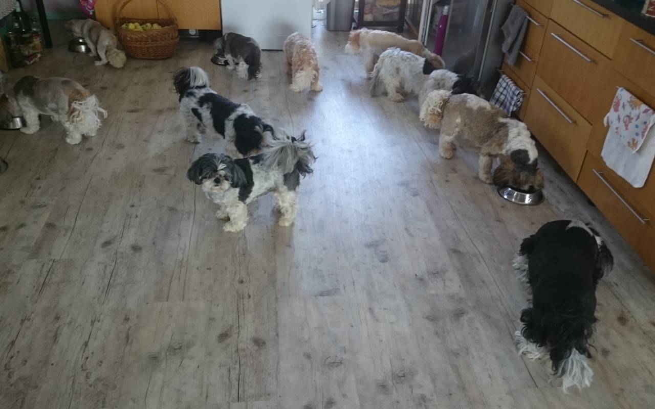 Aby mohly zachraňovat dál - pomohli jste přispět na auto pro spolek Shih-tzu v nouzi