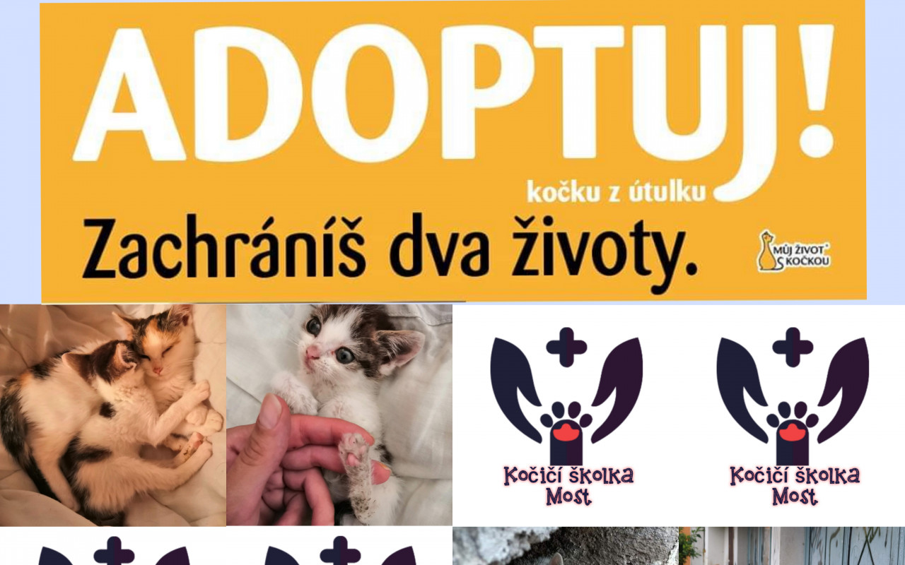Zachraňme kočičky v severních Čechách