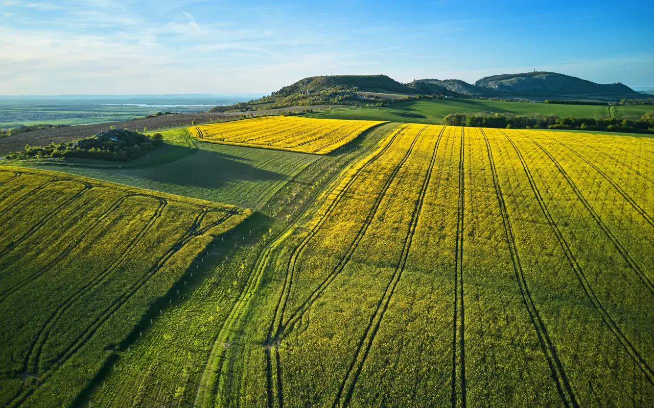 Pomohli jste proměnit pole v živý krajinný koridor na Pálavě