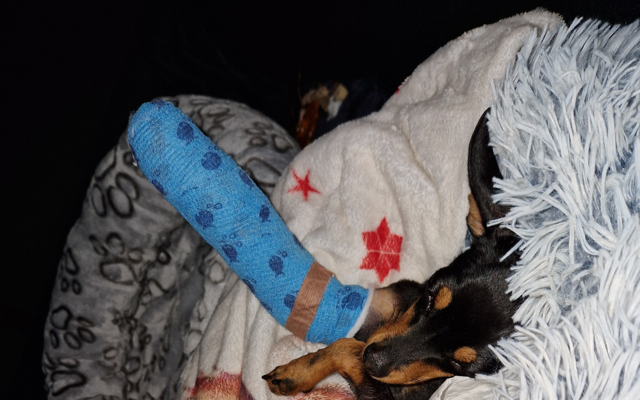 Přispěli jste na rehabilitace pro Cookieho