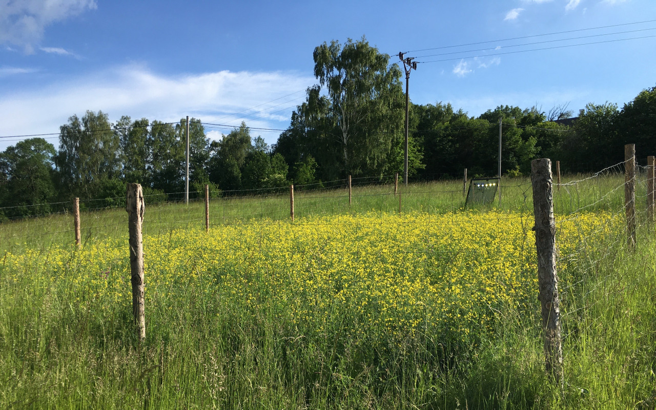 Biomasakr - film o řepce a biopalivech