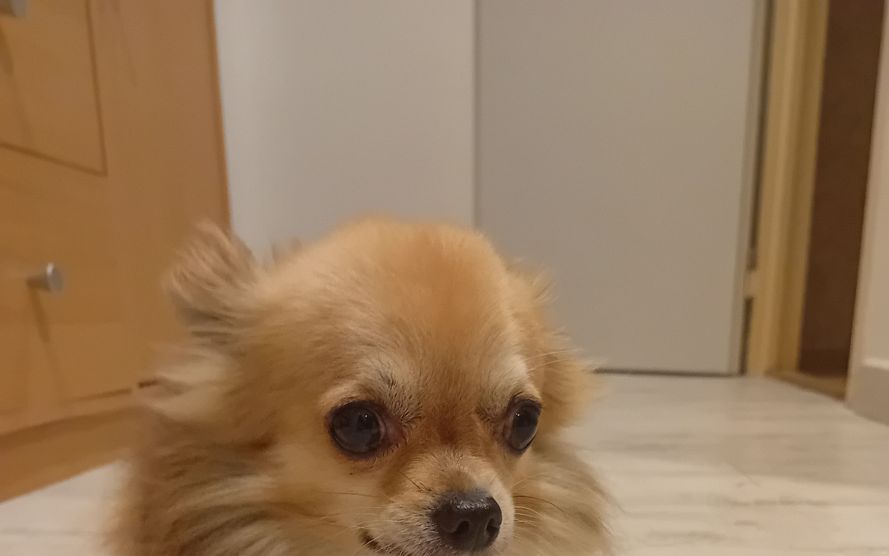 Pomoc pro Kevina