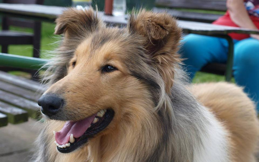 Azylu Destiny Pet dochází peníze na krmivo