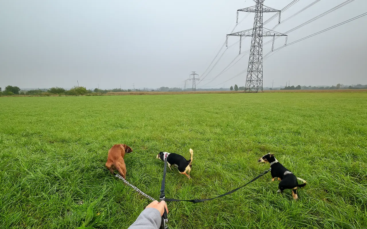 🐾 Plná miska, šťastné srdce – Pomoc pro pejsky 2026 🐾