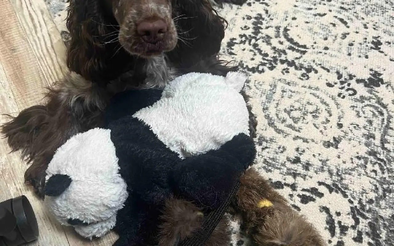 Pomohli jste Topince na cestě k uzdravení