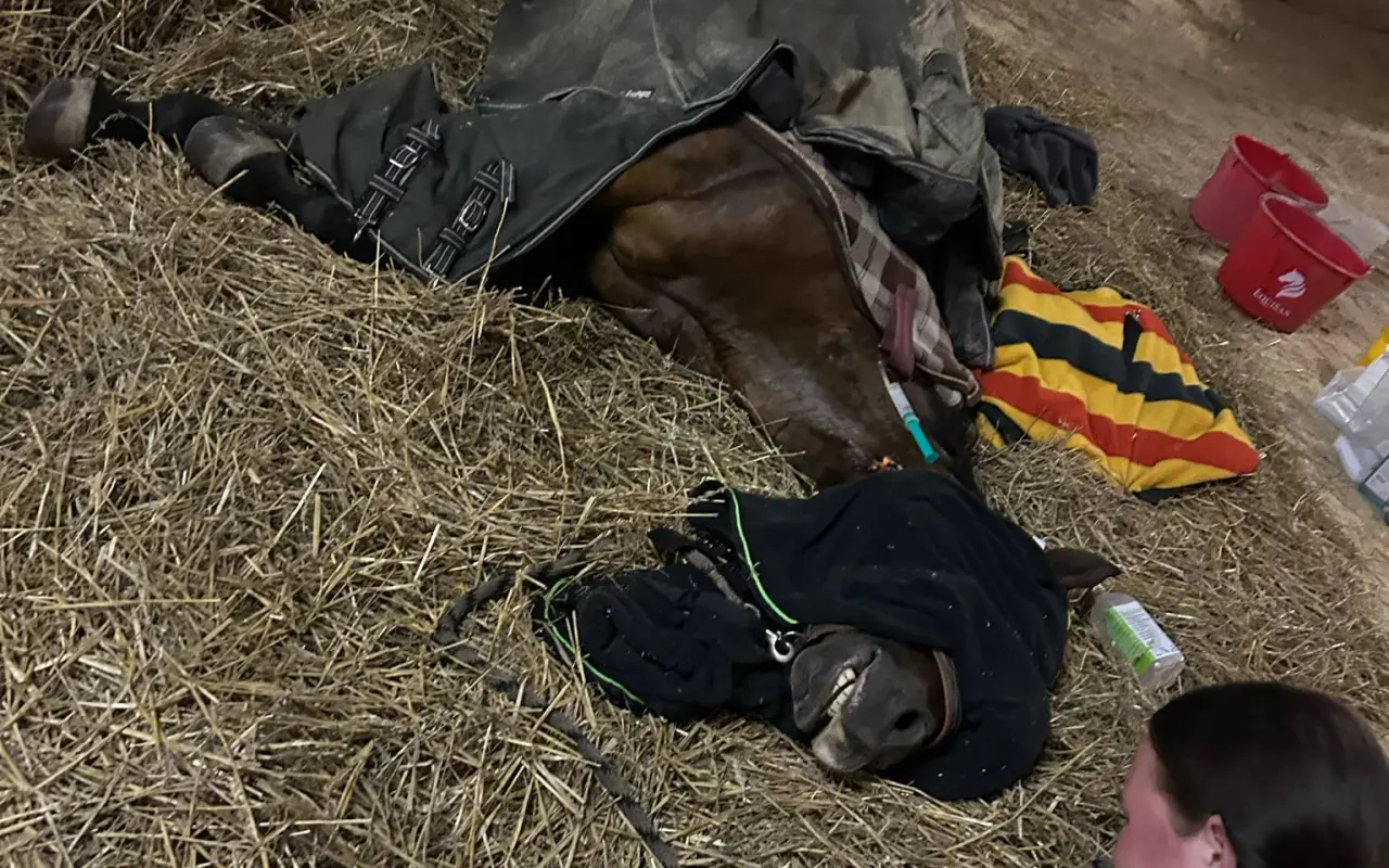 Miracle Joy After Storm ✨🐴