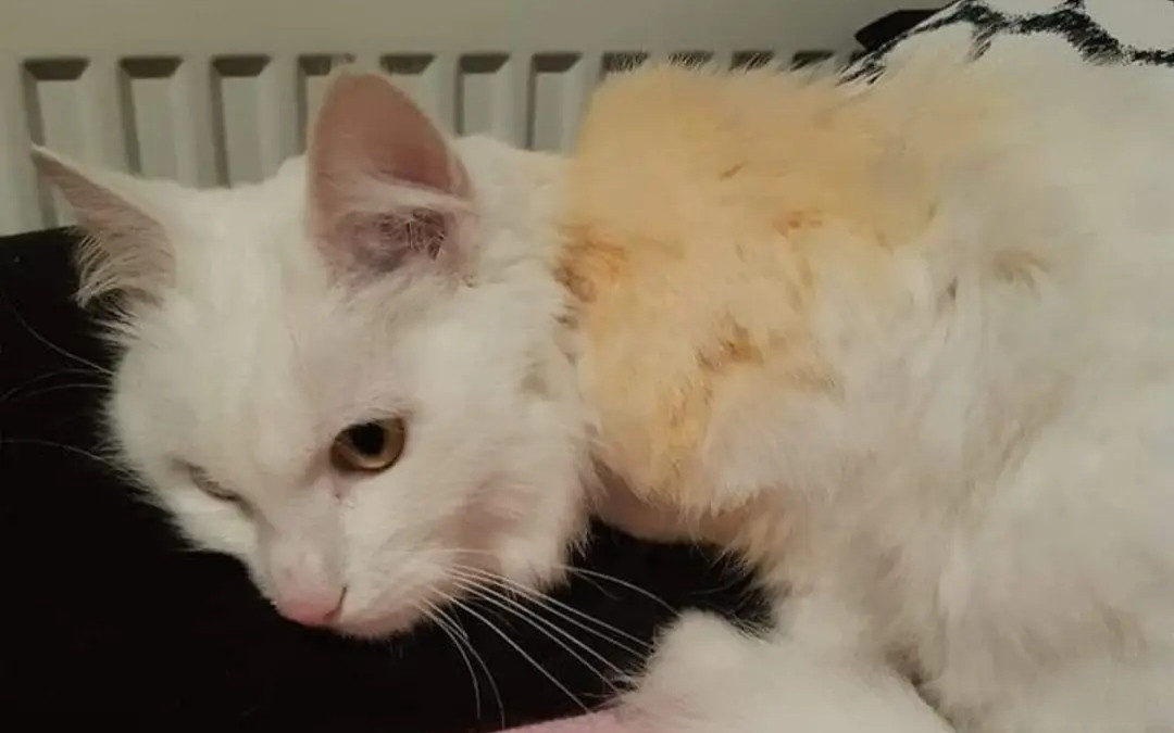 Lepší život kočkám v azylu pro opuštěné kočky Lucky