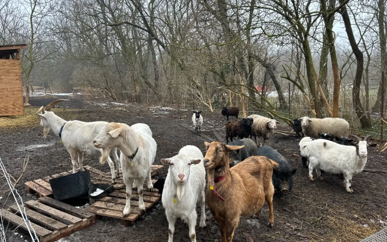 Oprava studny, aby zvířátka v azylu měla dostatek čisté vody