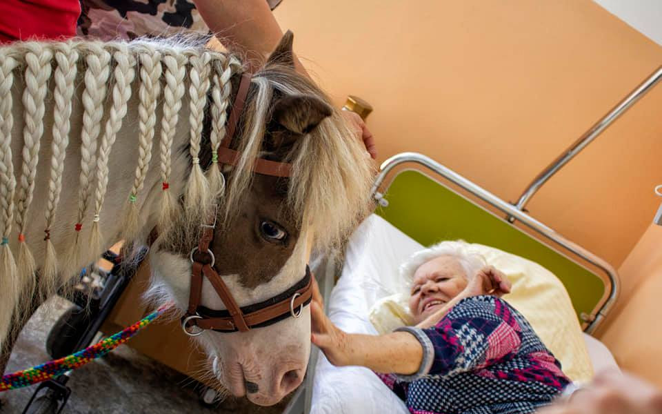 Casperovi, pony terapeutovi, na nový výběh