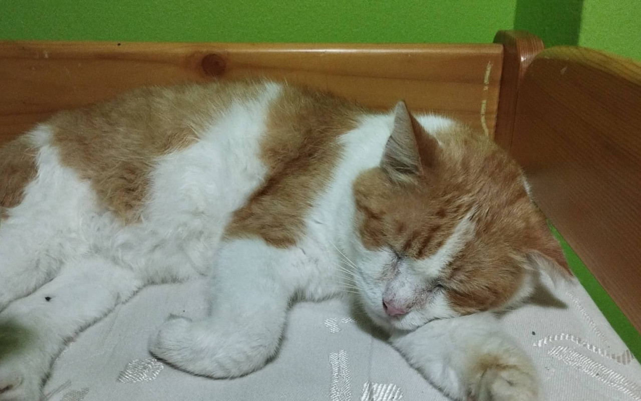 Pomoc Macinkovi a Sněhurce