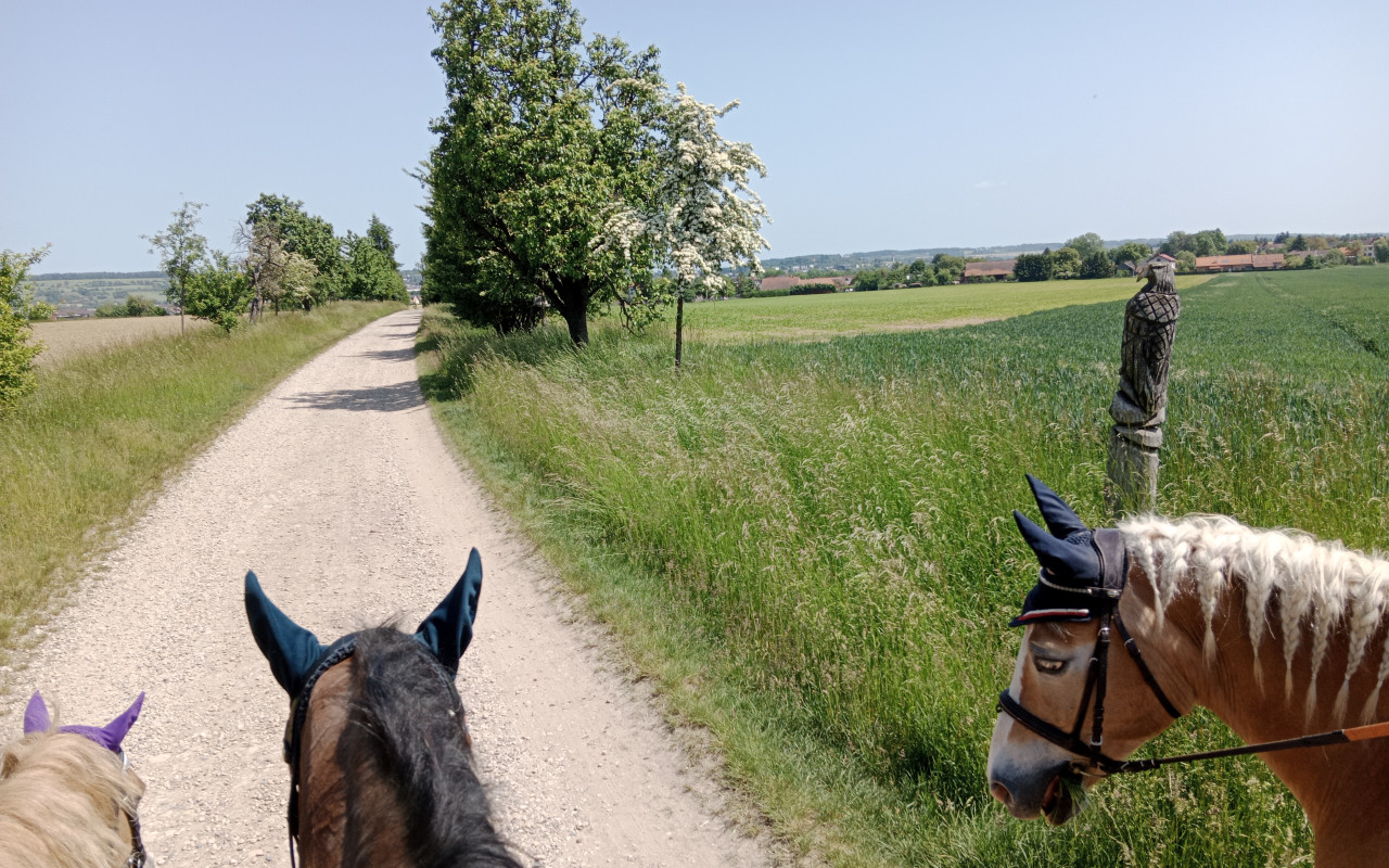 Equestriam - ježdění pro každého