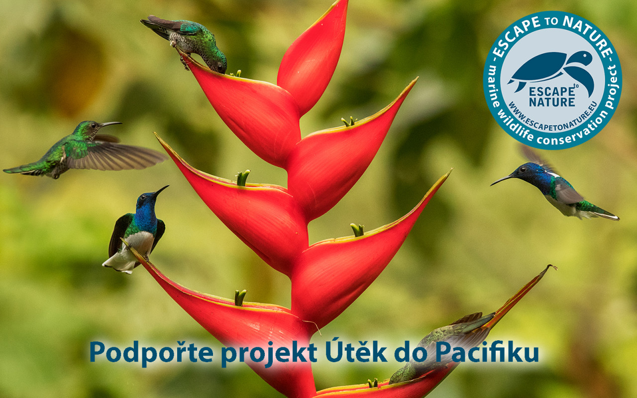 Útěk do Pacifiku - Papua Nová Guinea